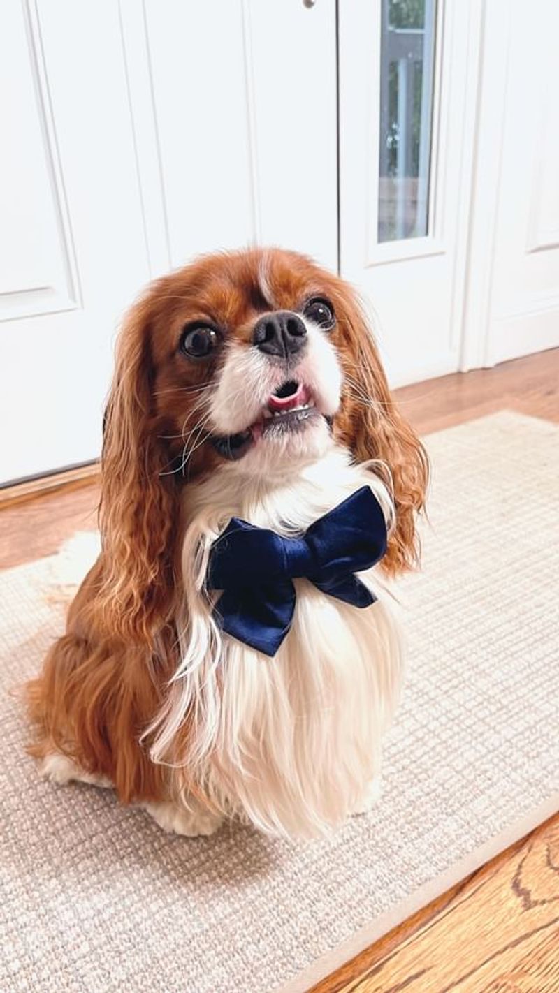 Cavalier King Charles Spaniel