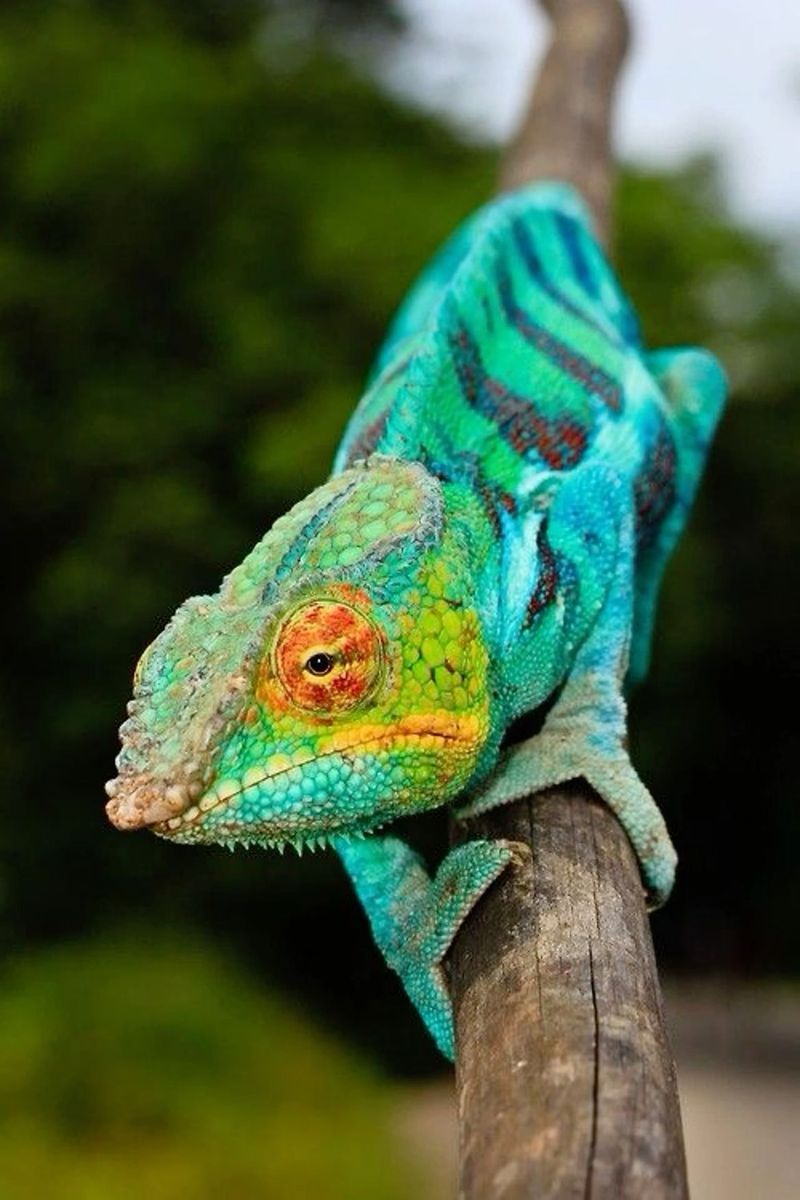 Chameleon