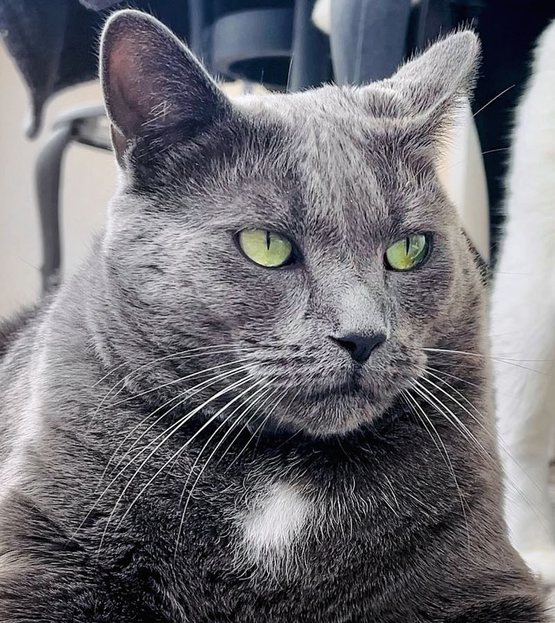 Chartreux