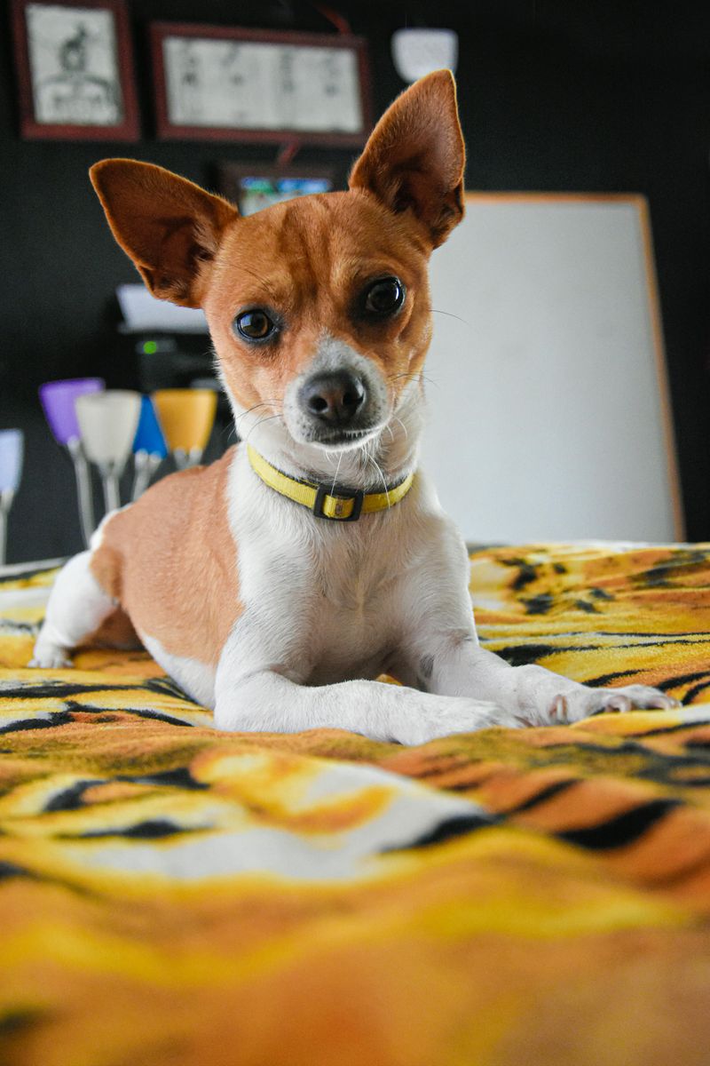 Chihuahua