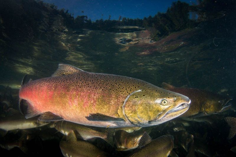 Chinook Salmon