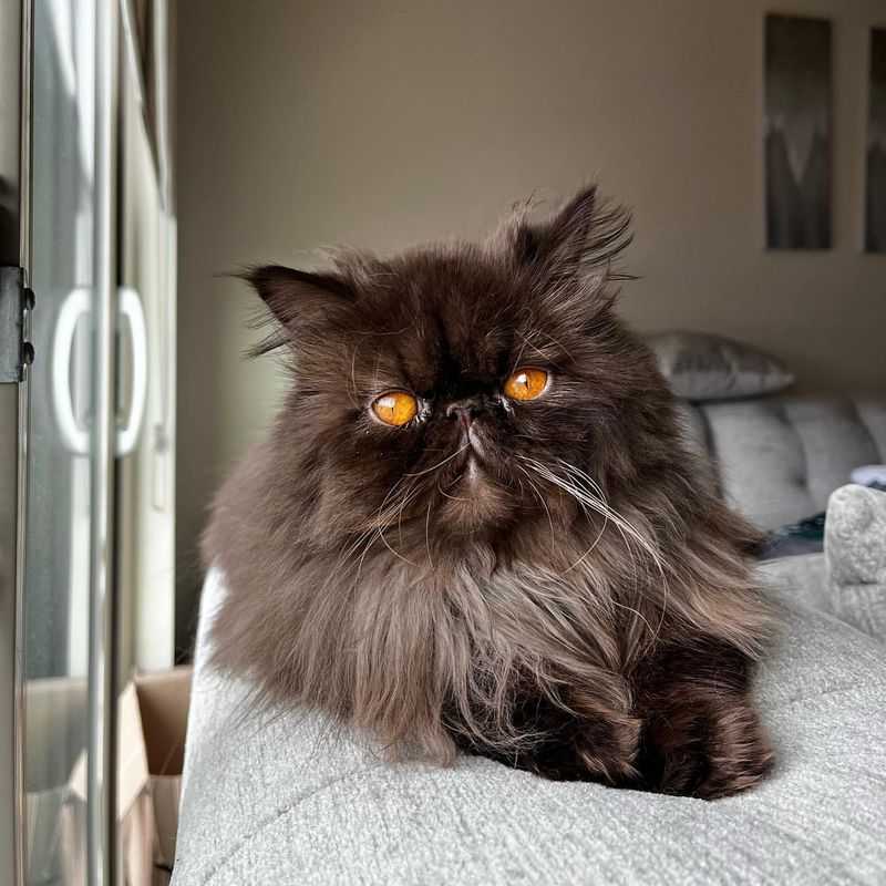 Chocolate Persian