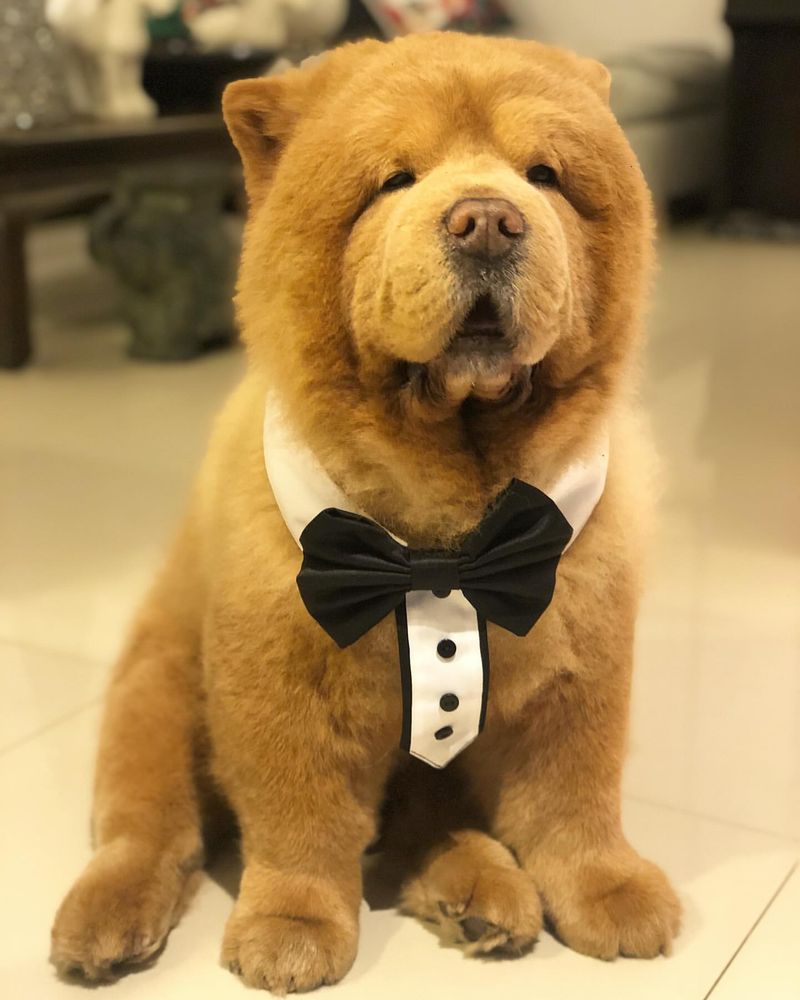 Chow Chow