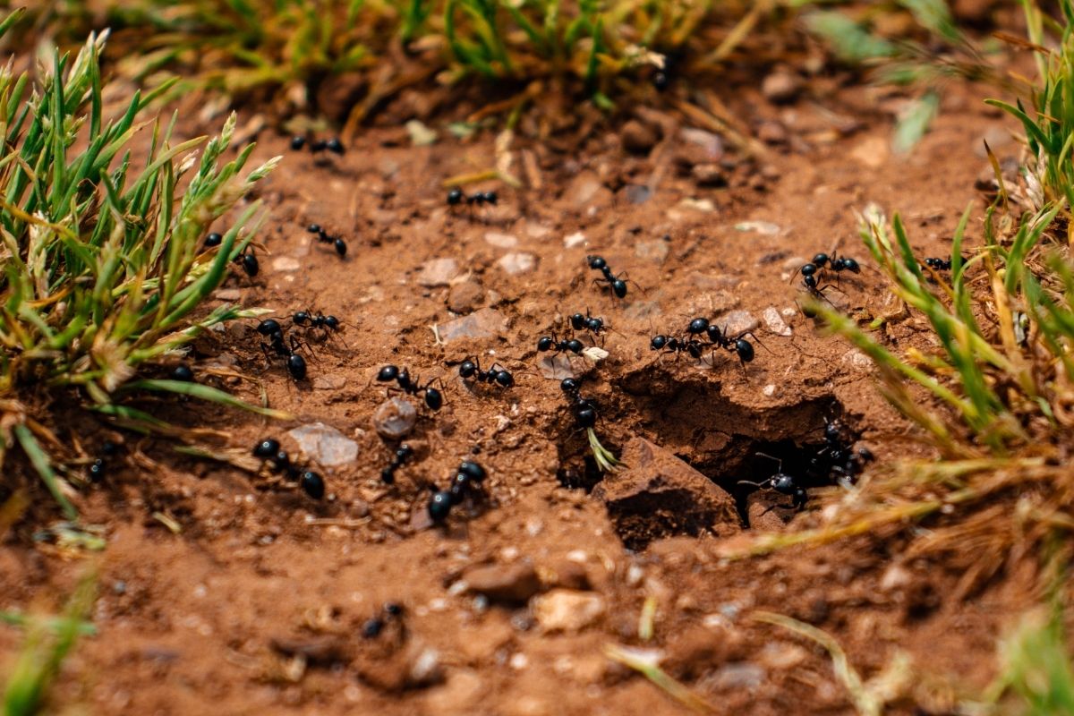 Close-up of a Colony of Ants – F1lter 88 from Pexels