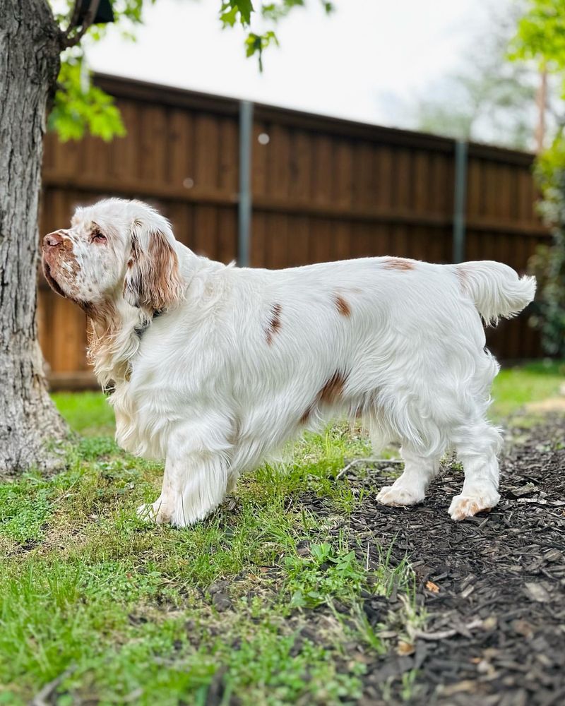 Clumber Spaniel