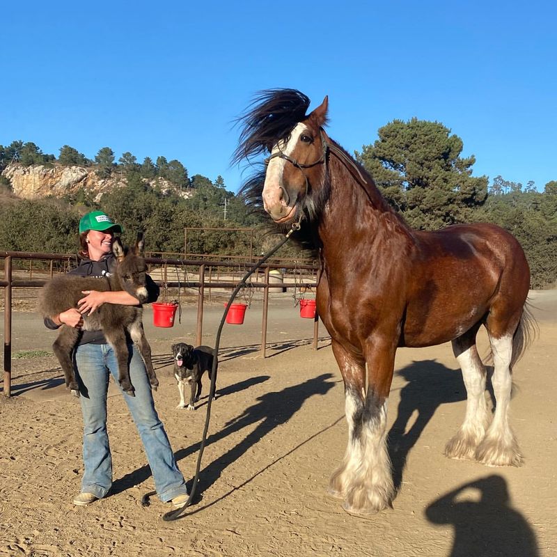 Clydesdale