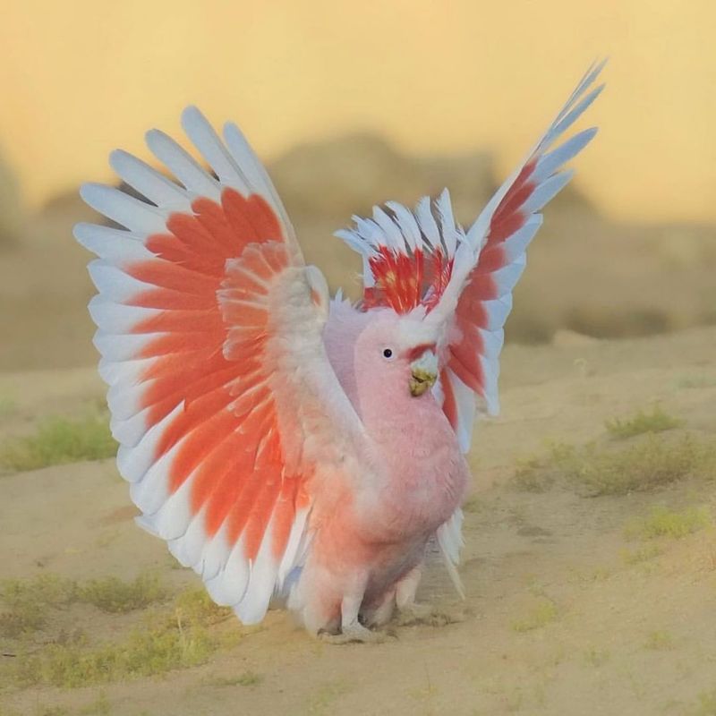 Cockatoo