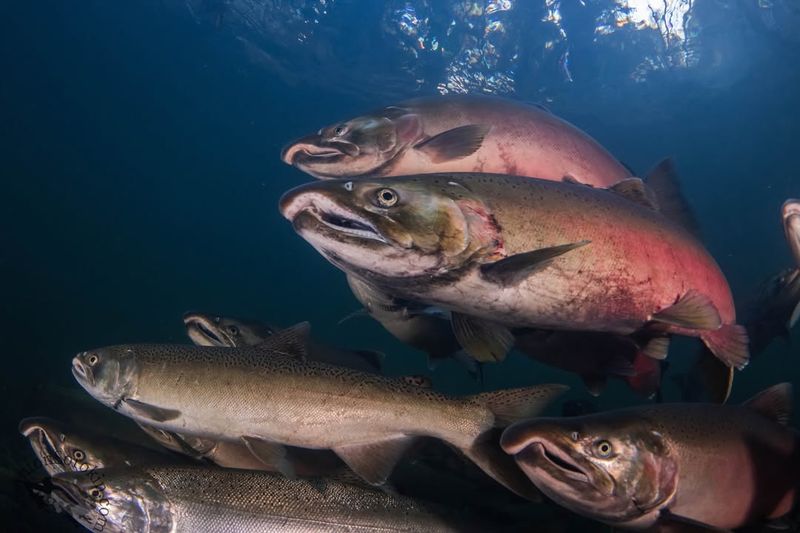 Coho Salmon