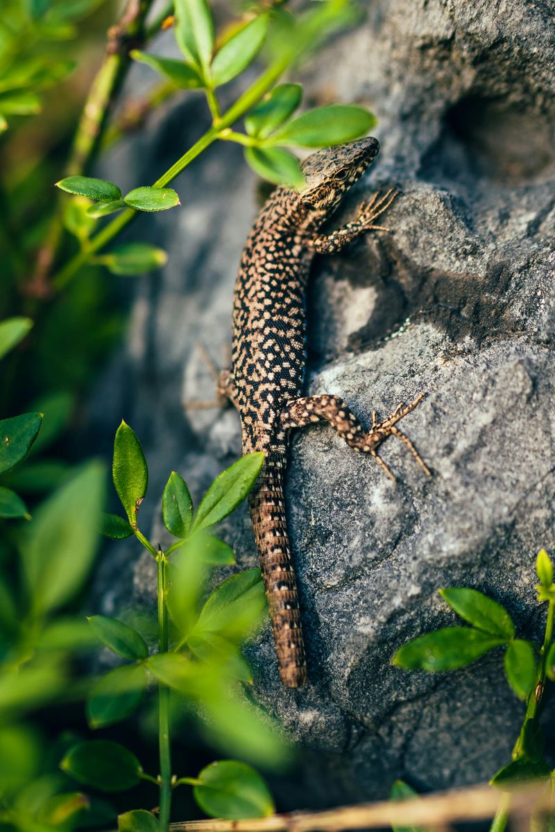 Common Wall Lizard