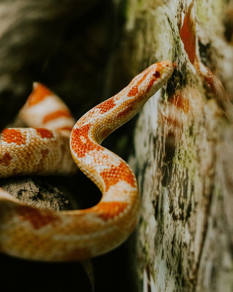 Corn Snake