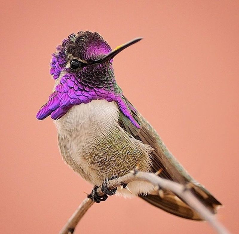 Costa's Hummingbird