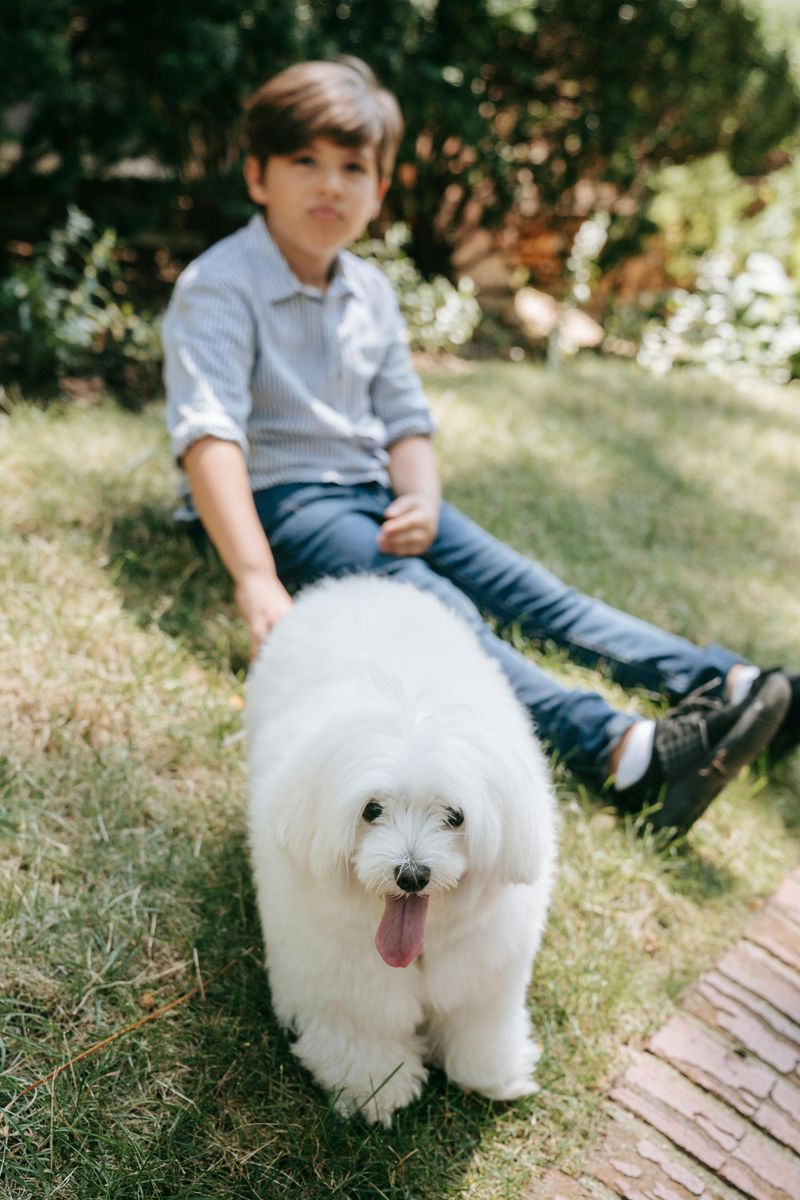 Coton de Tulear