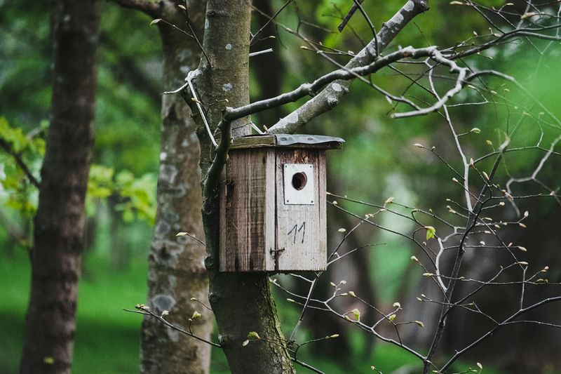 Create Shelter with Nesting Boxes