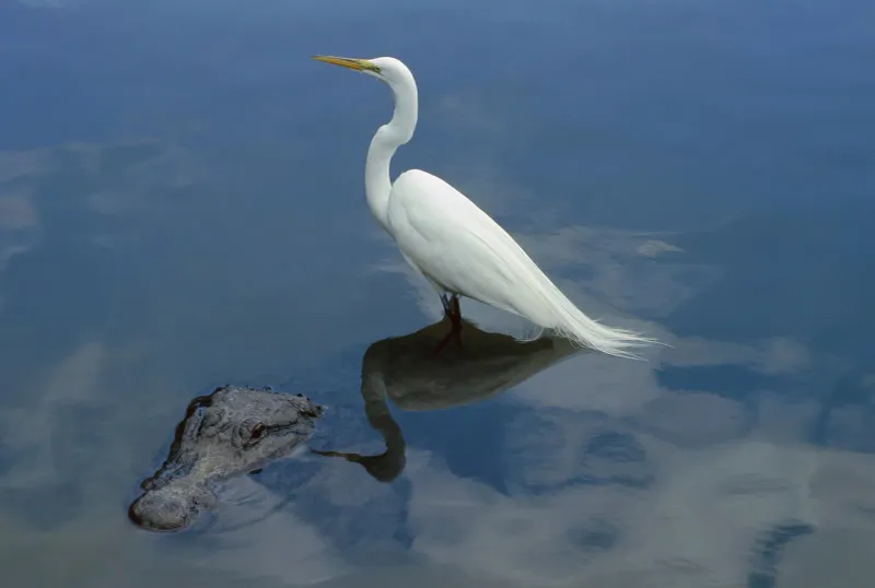 Crocodiles and Birds