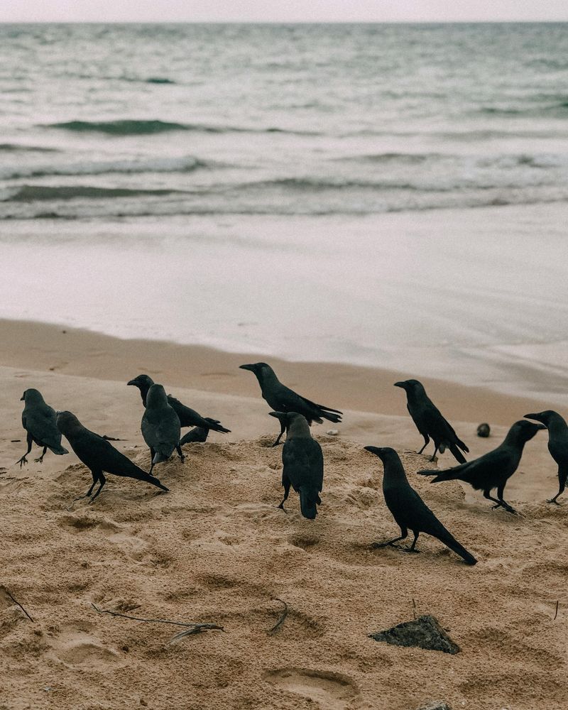 Crows