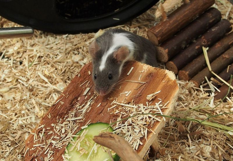 Cultivate a Rodent-Friendly Environment