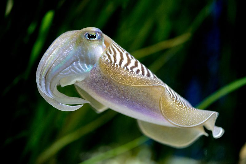 Cuttlefish