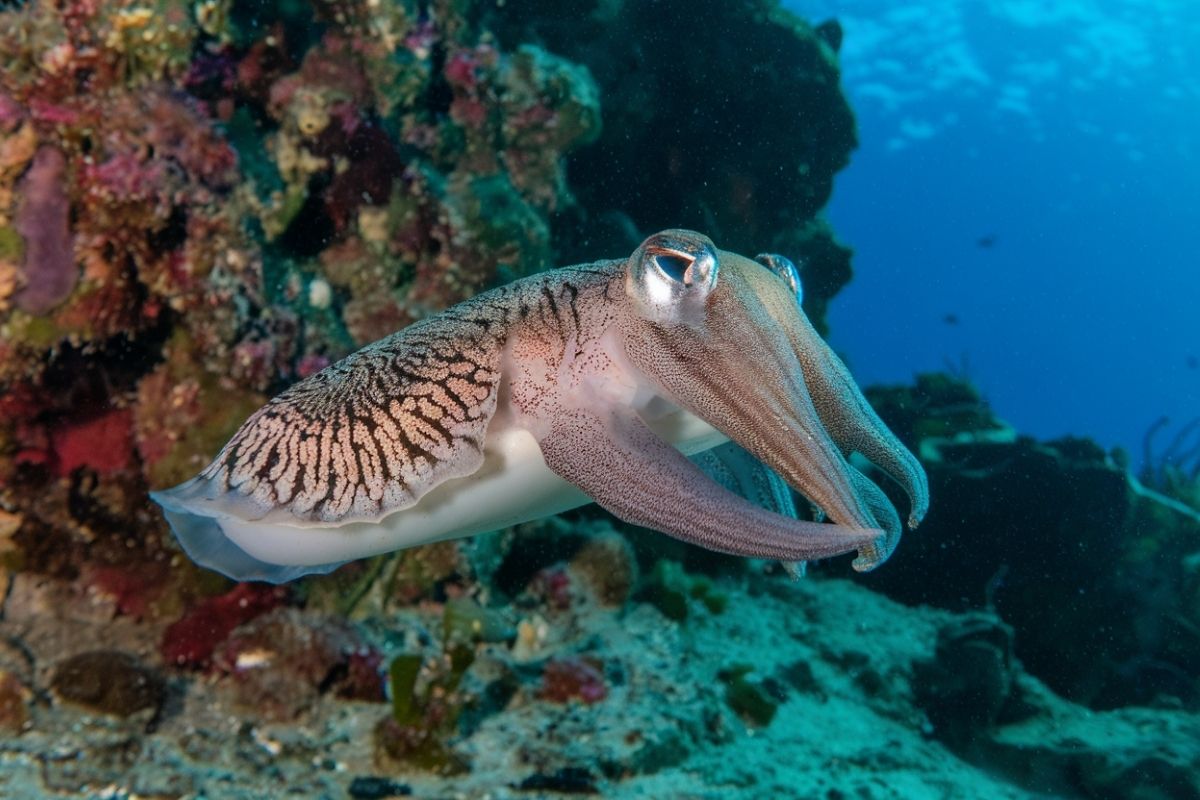 Cuttlefish