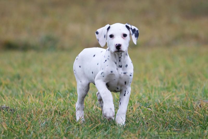 Dalmatian