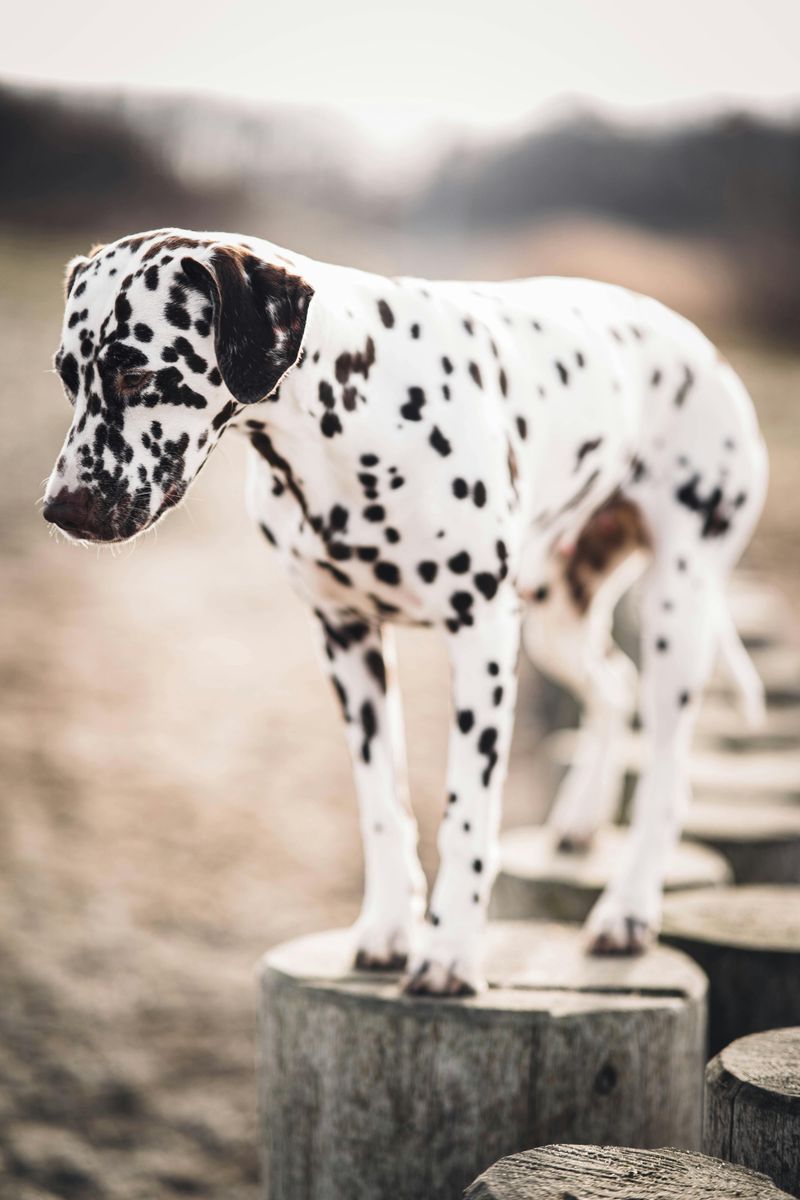 Dalmatian