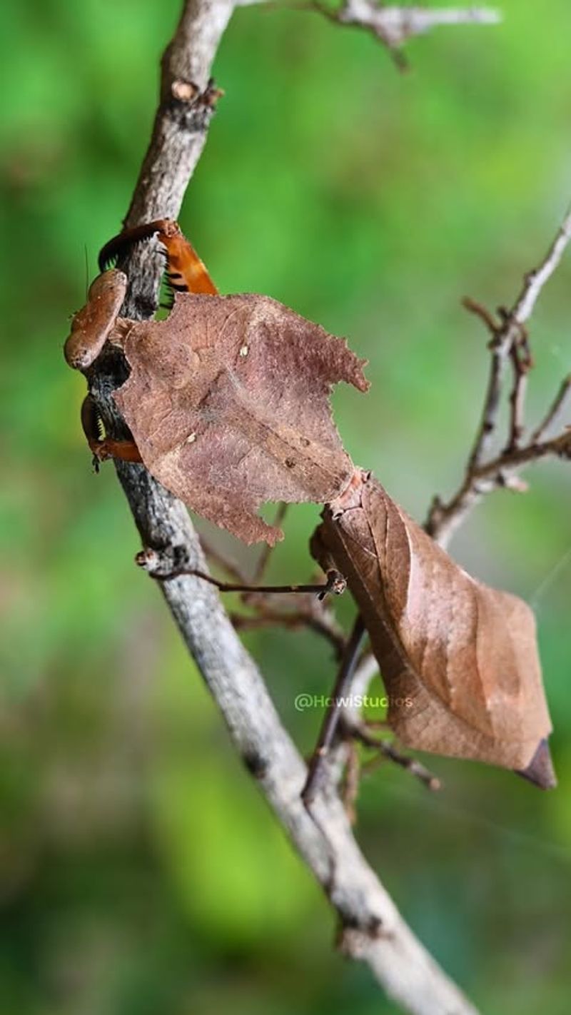 Dead Leaf Mantis