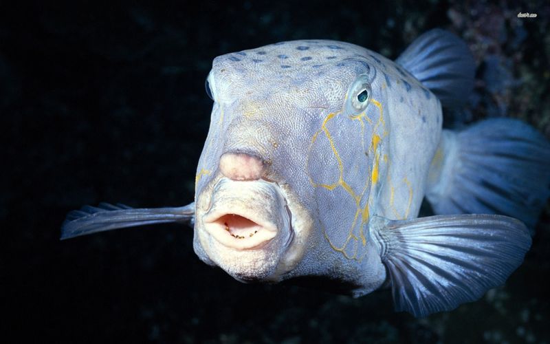 Deep-Sea Fish