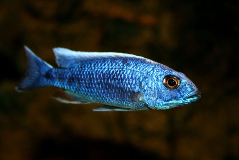 Devils Hole Pupfish