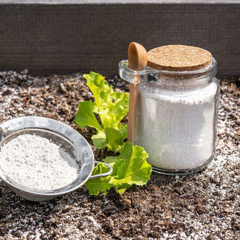 Diatomaceous Earth