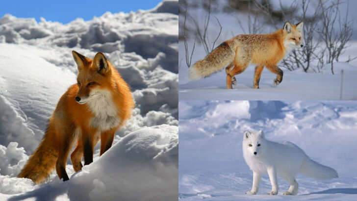 Discover States with the Biggest Fox Populations in America