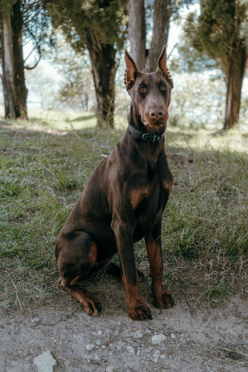 Doberman Pinscher