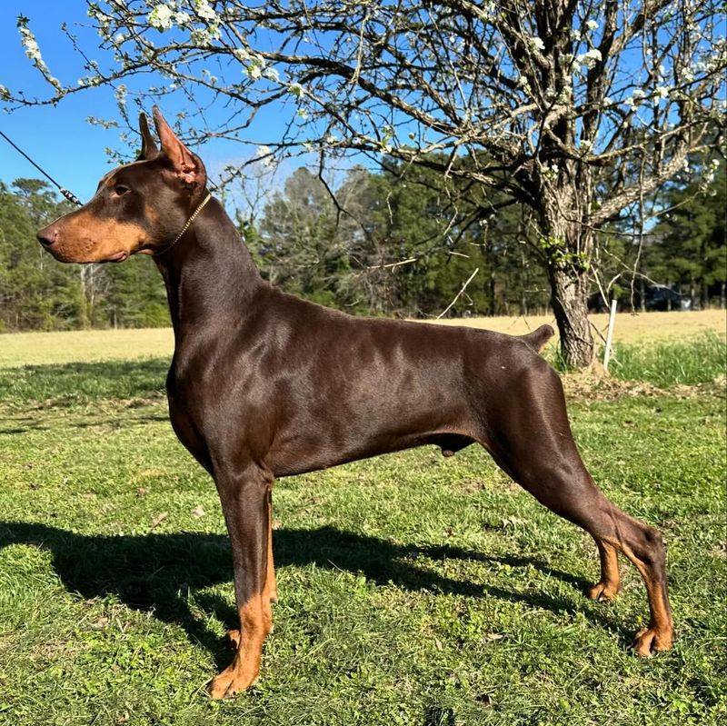 Doberman Pinscher