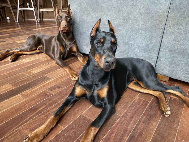 Doberman Pinscher