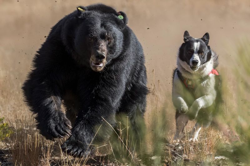 Dogs and Bears