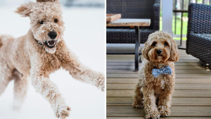 Doodle Dog Breeds Taking the Pet World by Storm