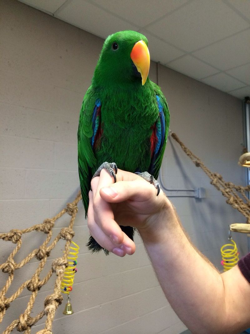 Eclectus Parrot