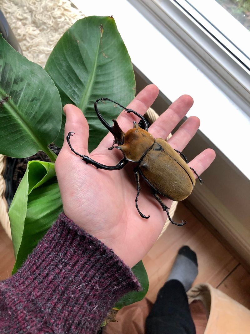 Elephant Beetle