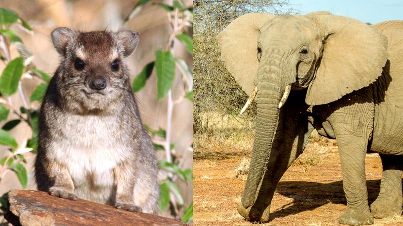 Elephants and Hyraxes