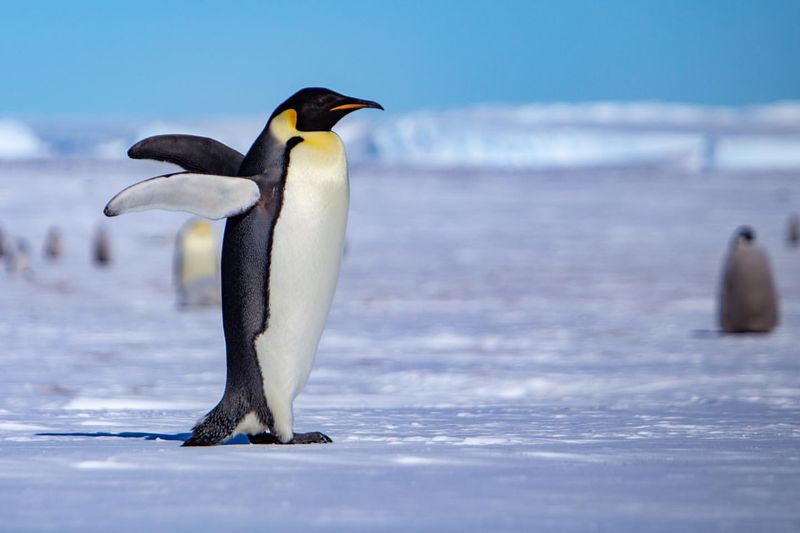 Emperor Penguin