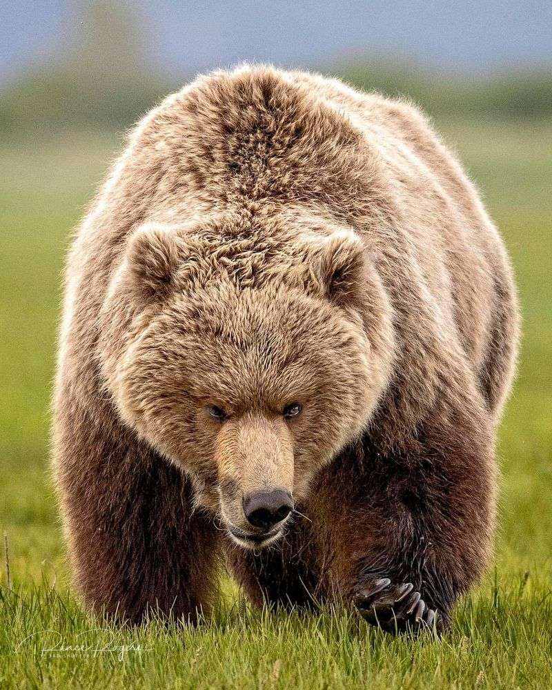 Eurasian Brown Bear