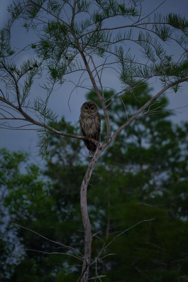 Everglades National Park, Florida