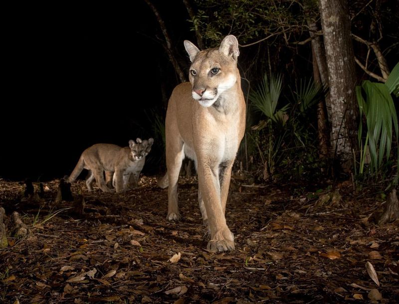 Everglades National Park, Florida