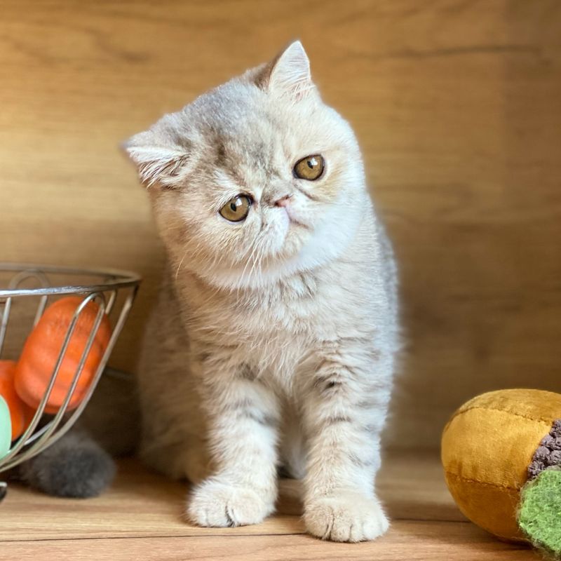 Exotic Shorthair