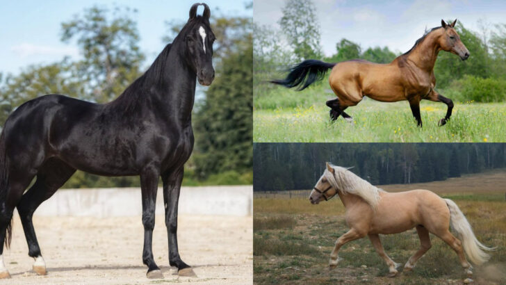 Explore 10 Rare Horse Breeds You’ve Likely Never Heard Of