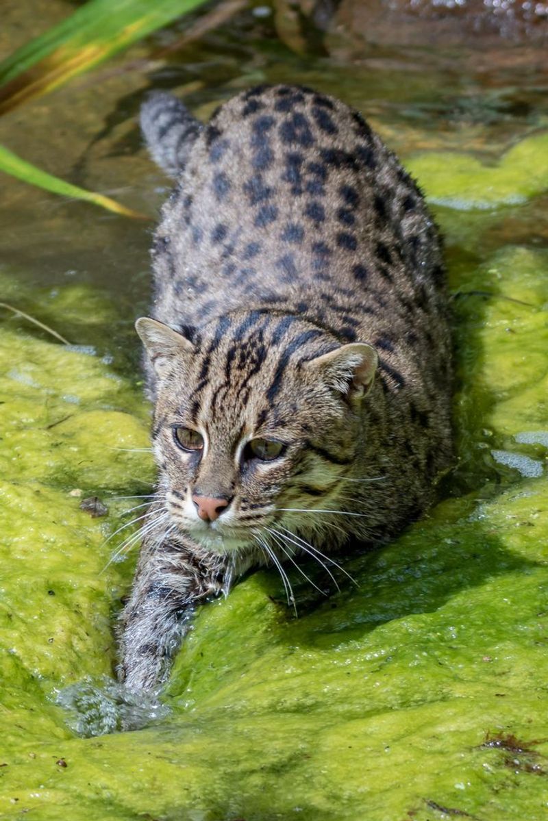 Fishing Cat