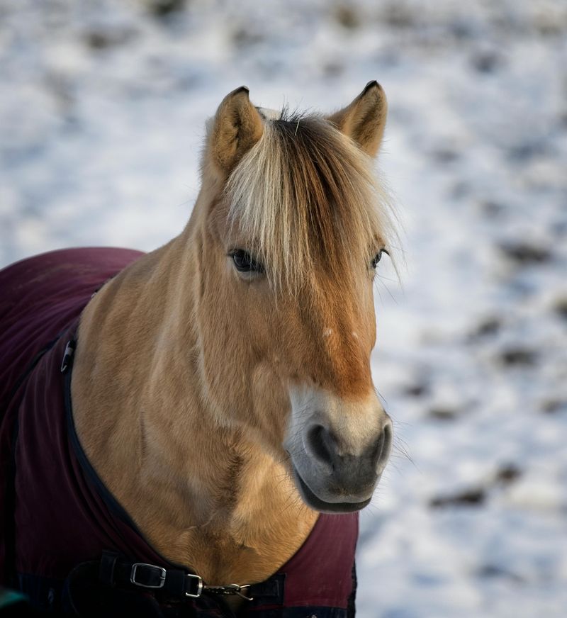 Fjord Horse