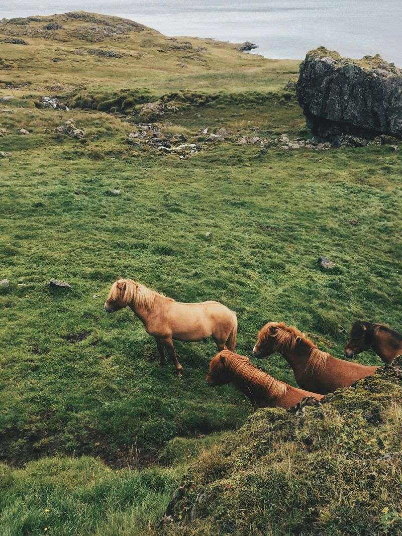 Fjord Horse