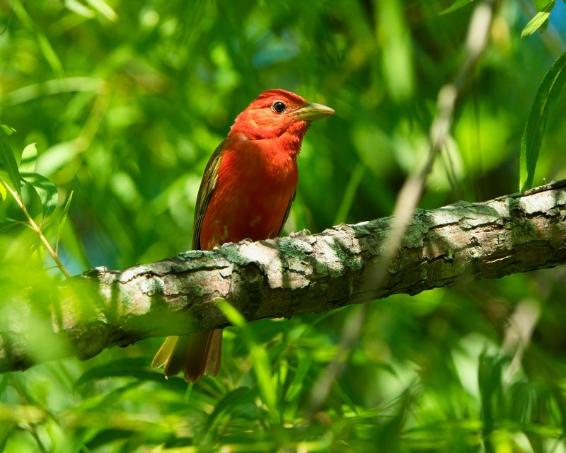 Flame-Colored Tanager