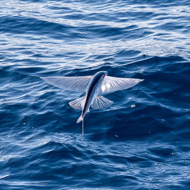 Flying Fish