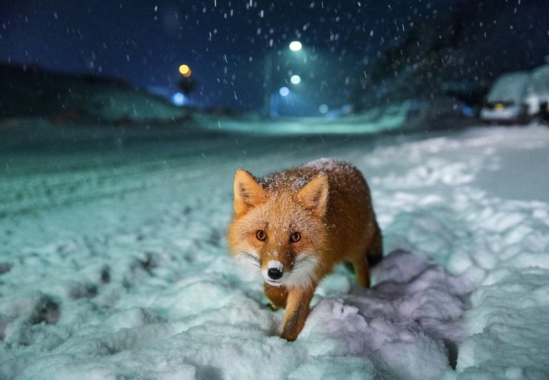 Fox