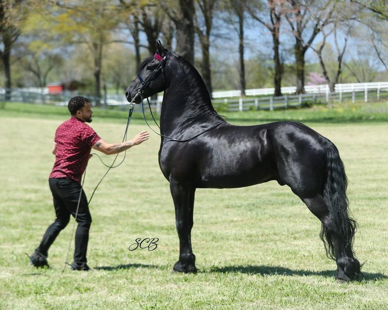 Friesian